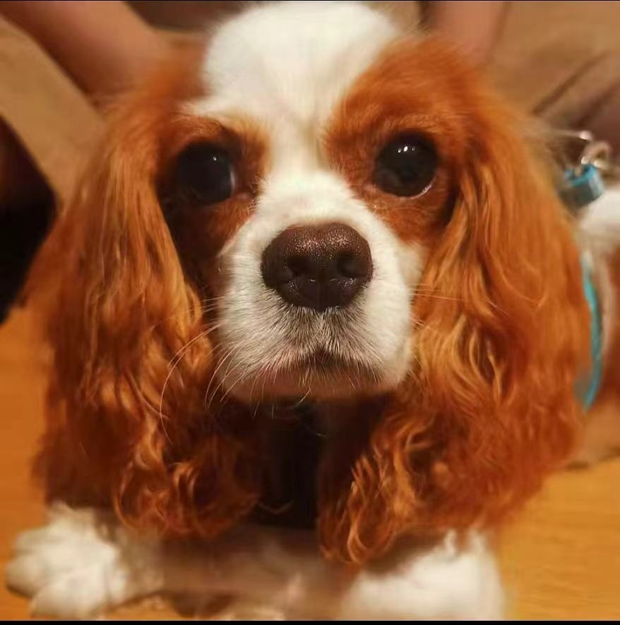 How to Include Your Dog in Your Wedding: 12 Meaningful Ideas