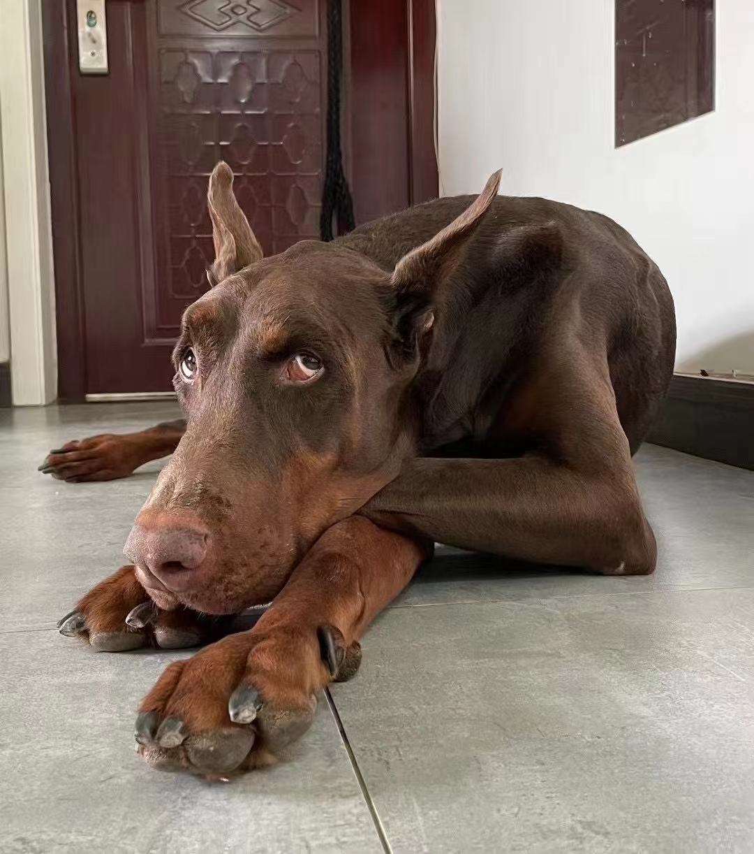 Personalised Doberman Gifts Beyond the Generic Breed Silhouette